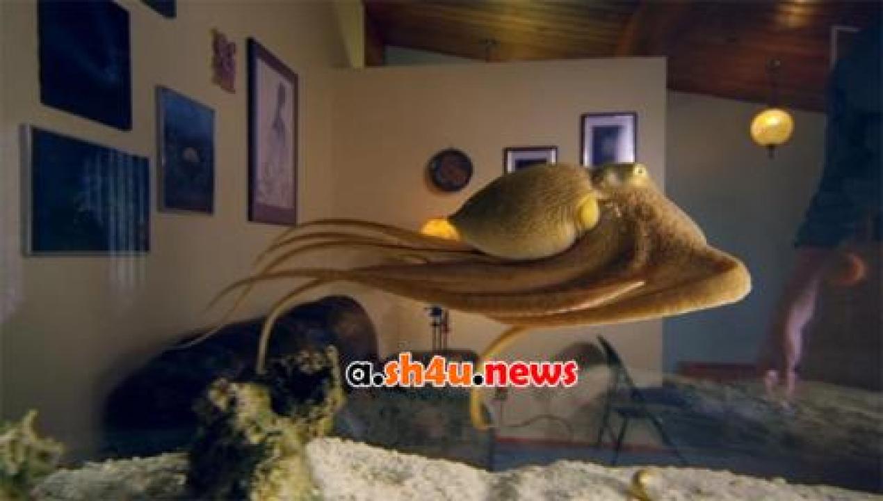 فيلم The Octopus in My House 2019 مترجم - HD