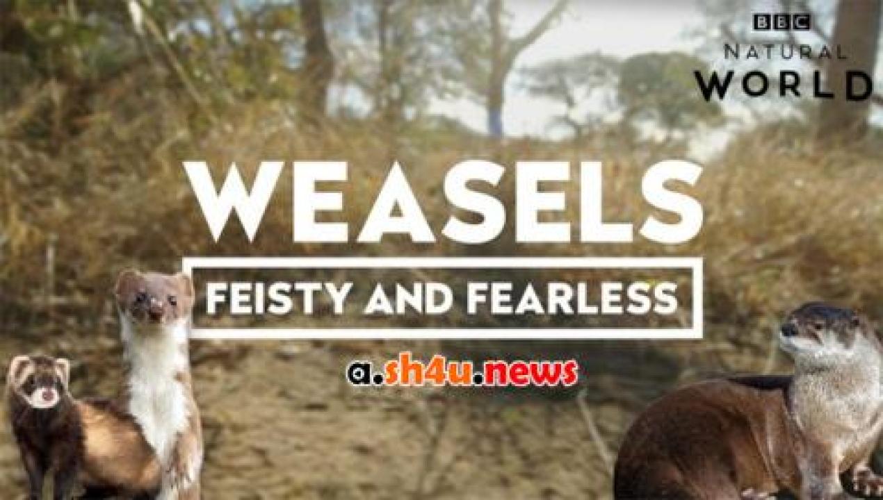 فيلم Weasels Feisty and Fearless 2019 مترجم - HD