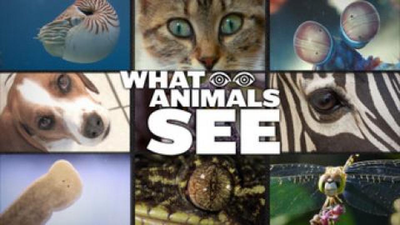 فيلم What Animals See 2018 مترجم - HD