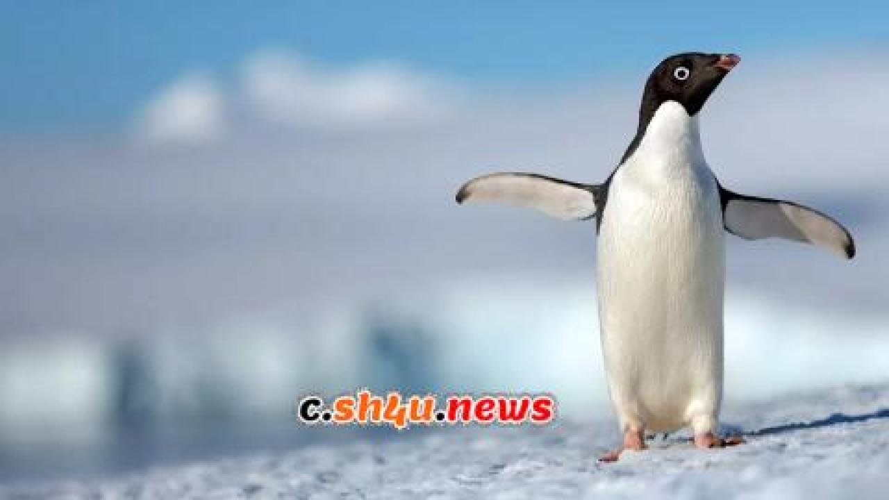 فيلم Penguins 2019 مترجم - HD