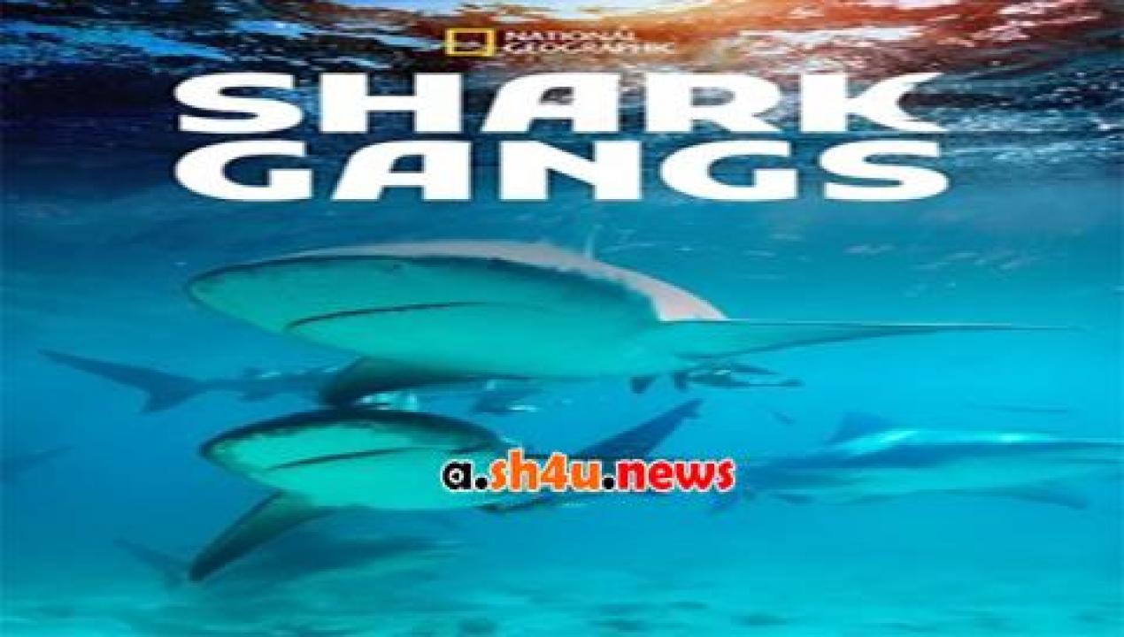 فيلم Shark Gangs 2021 مترجم - HD